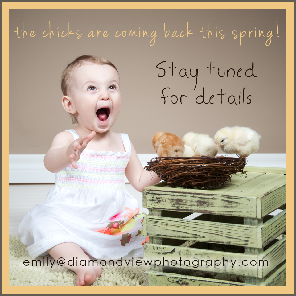 The chicks are coming back!