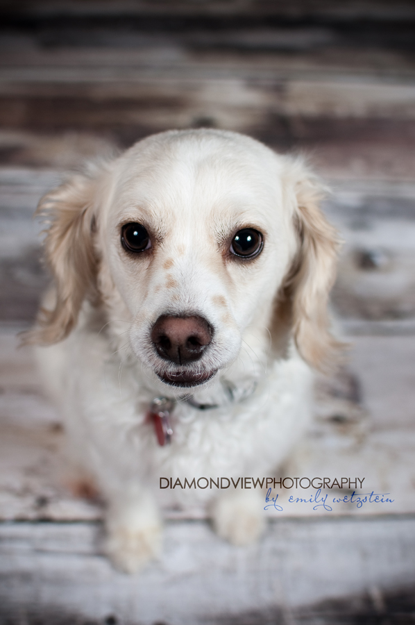 Fur Babies | Ottawa Pet Photographer