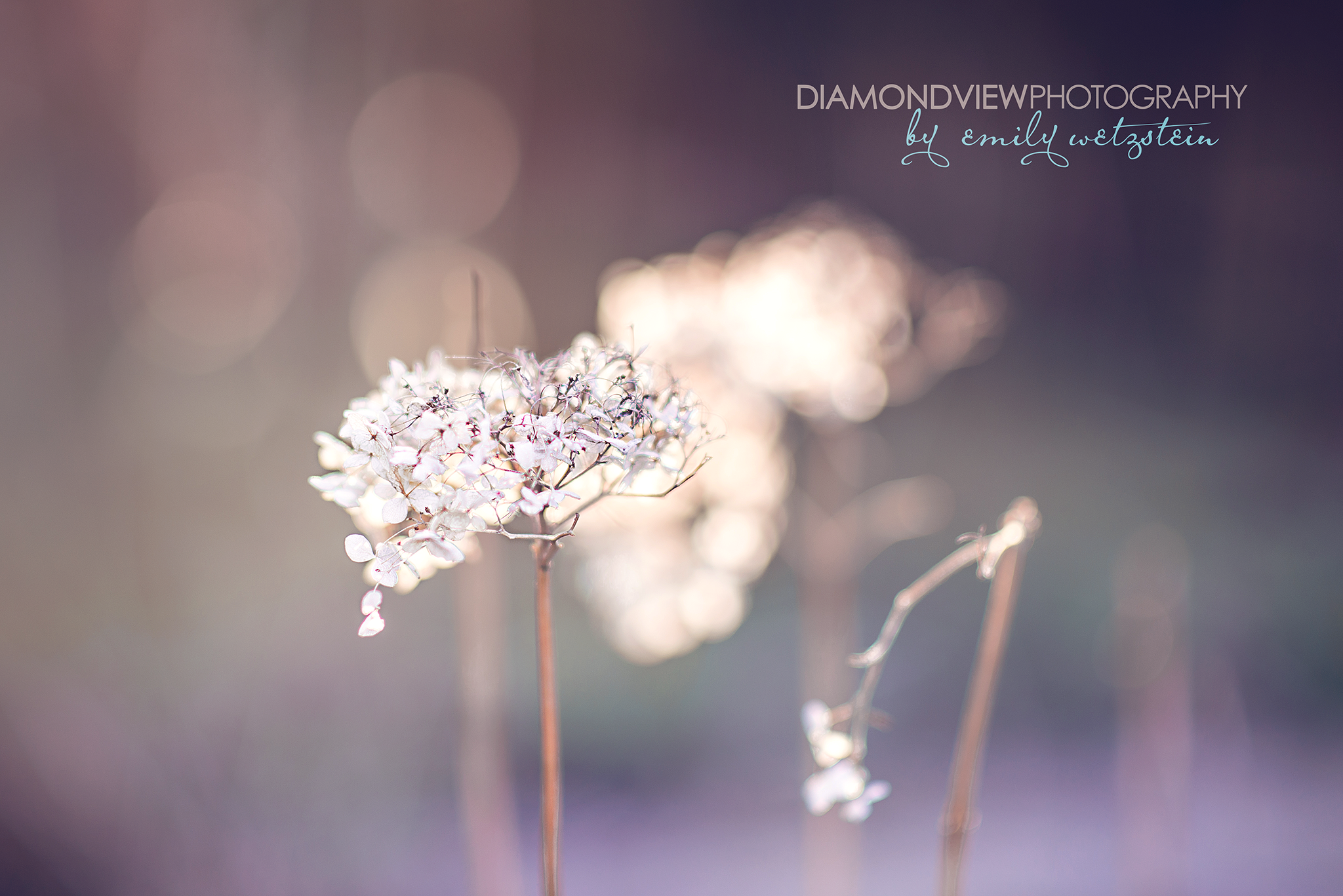 ottawa newborn photographer