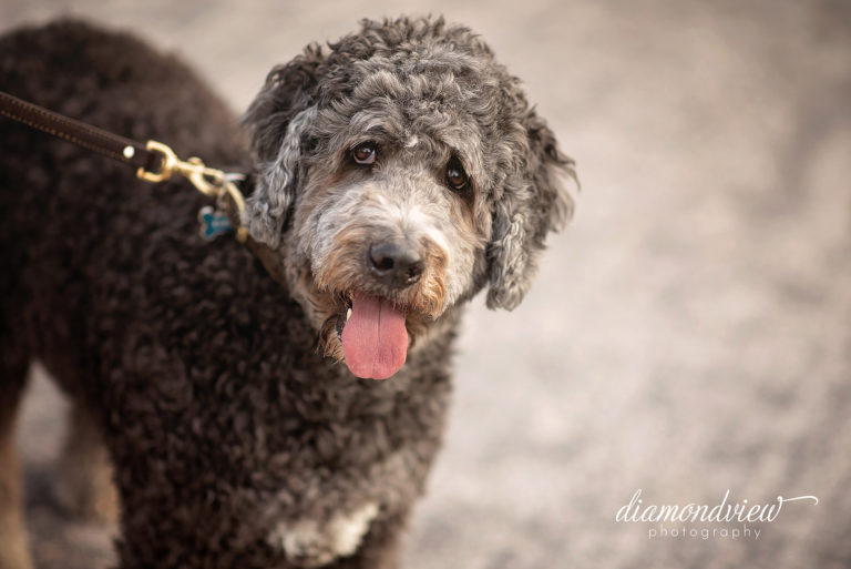 Ottawa Family Photographer | Stittsville Trail